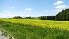 Rapsfeld in der Nähe von Bauhof