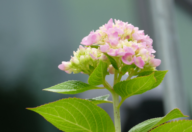 Hortensie